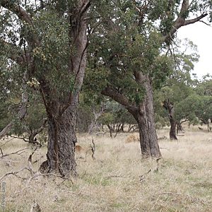 Eucalyptus microcarpa, Waite Cons. Res., SL, 25 Mar 2014, by P.J. Lang, plant, 052